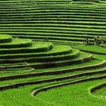 subak-bali